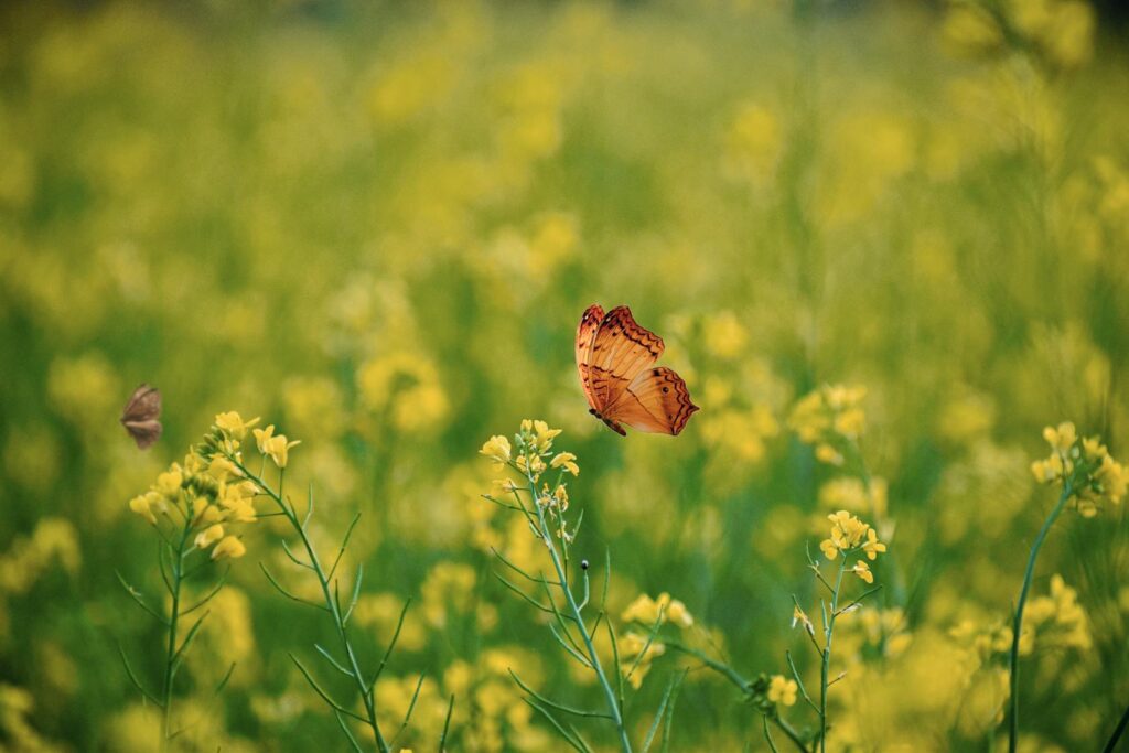 Close-Up Shot of a Butterfly Flying around Blooming Yellow Flowers