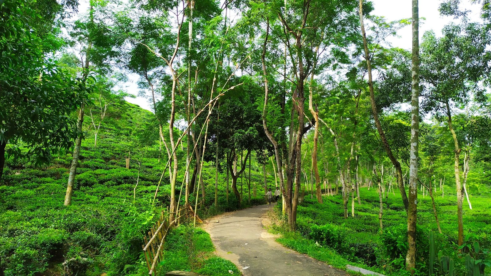 green trees and green grass during daytime