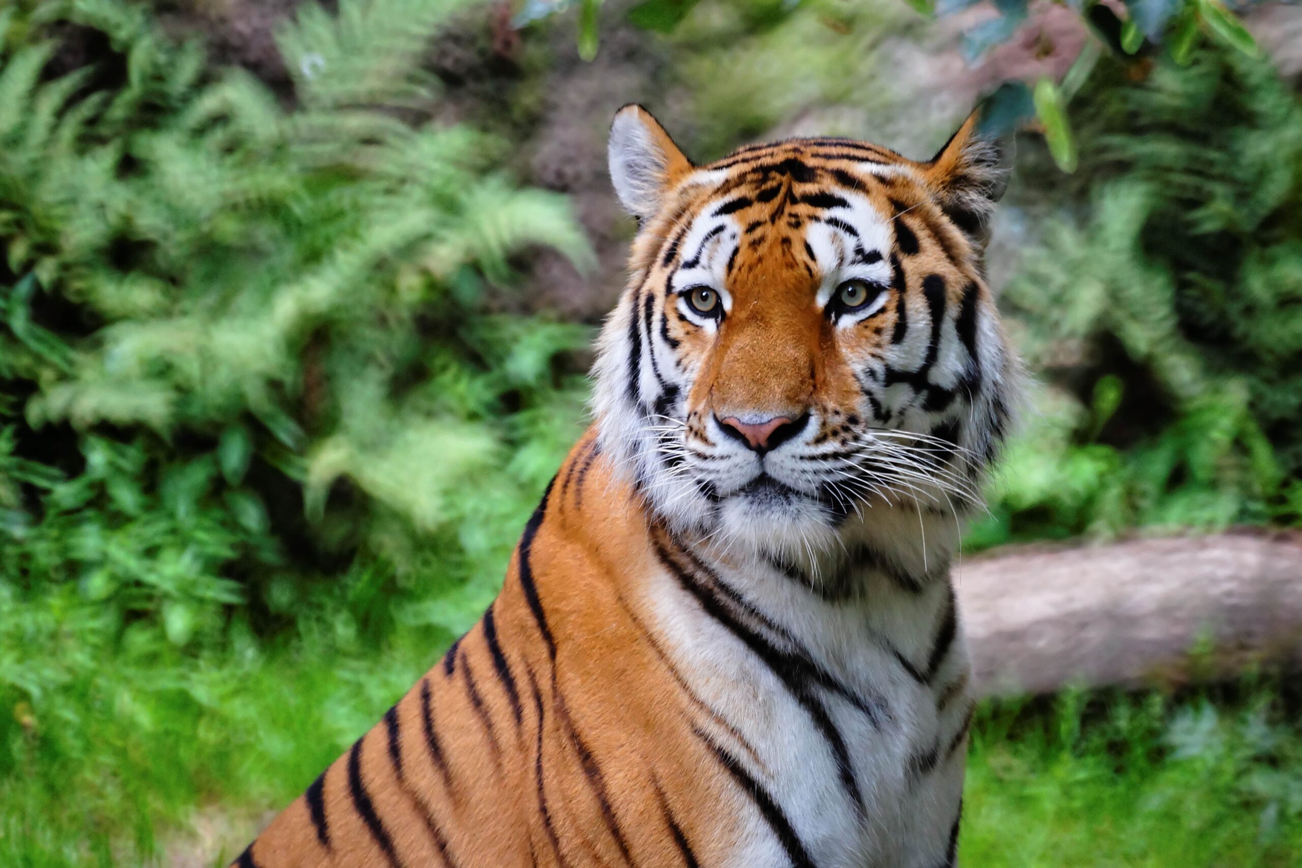 Sundarbans Royal Bengal Tiger