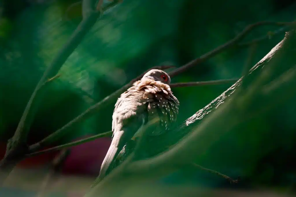 Birds watching of peradice