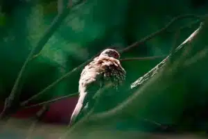 Birds watching of peradice